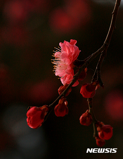 images